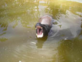 Hippo Picture 4